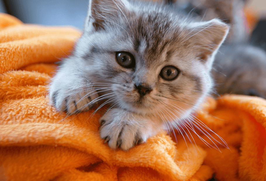 MAH-services-wellness-kitten