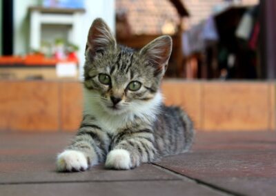 small cat with green eyes