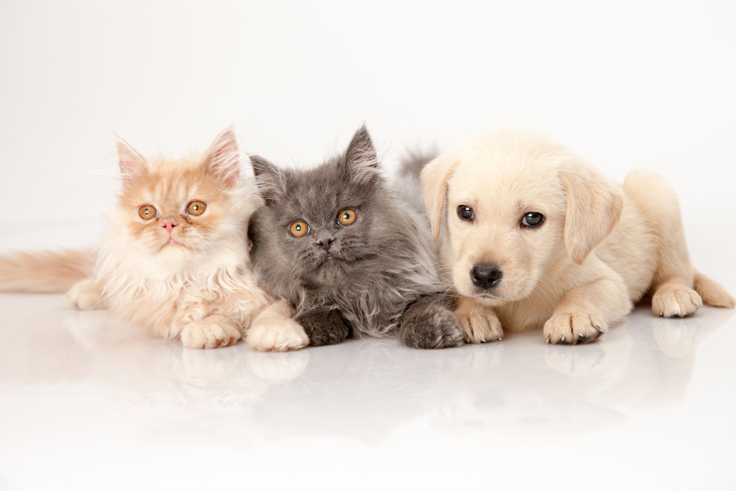 kittens