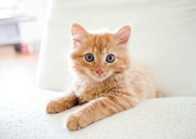 small kitten sitting on white cushioned chair