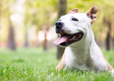 happy pitbull laying on the grass sideview