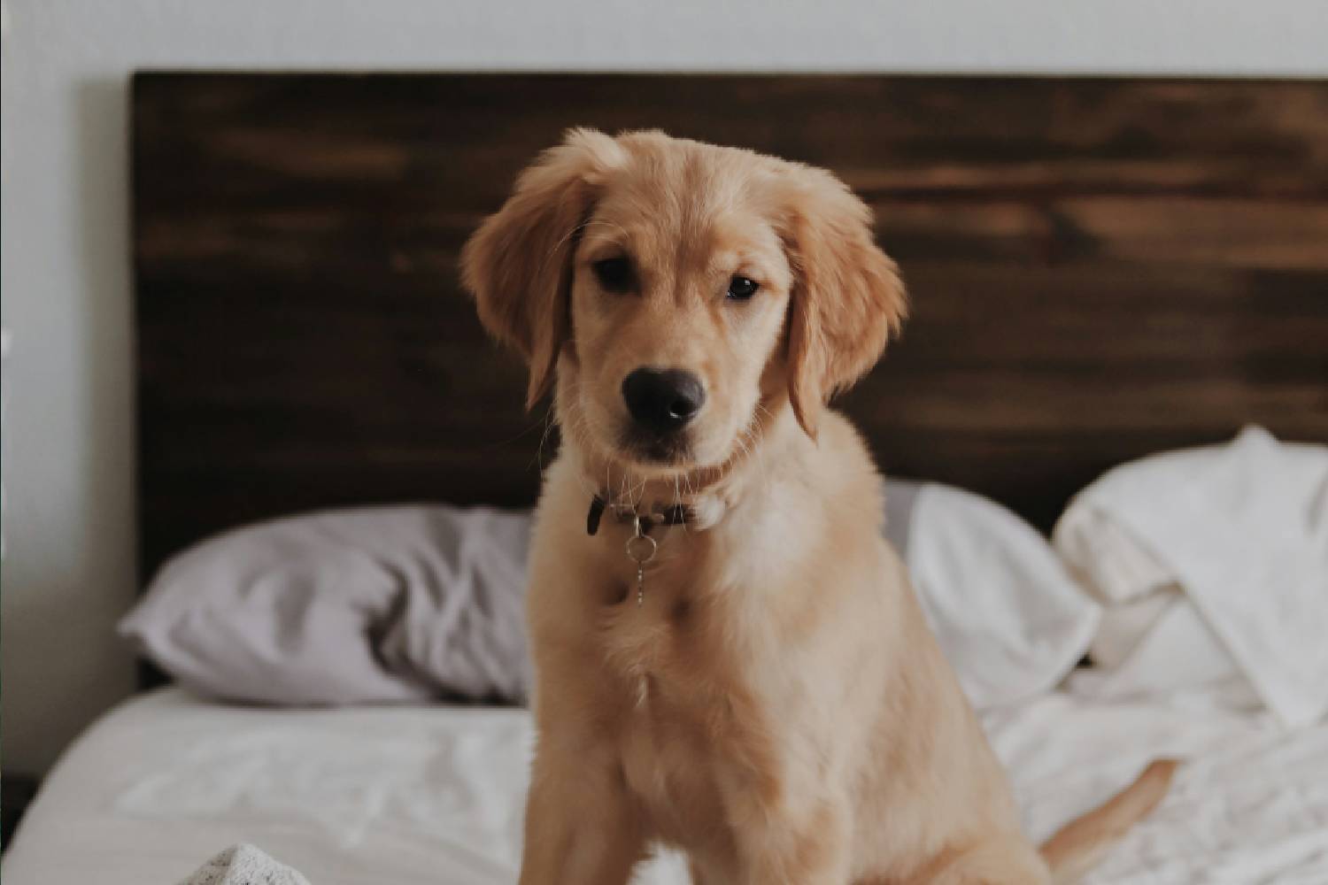 Dog sitting on the bed