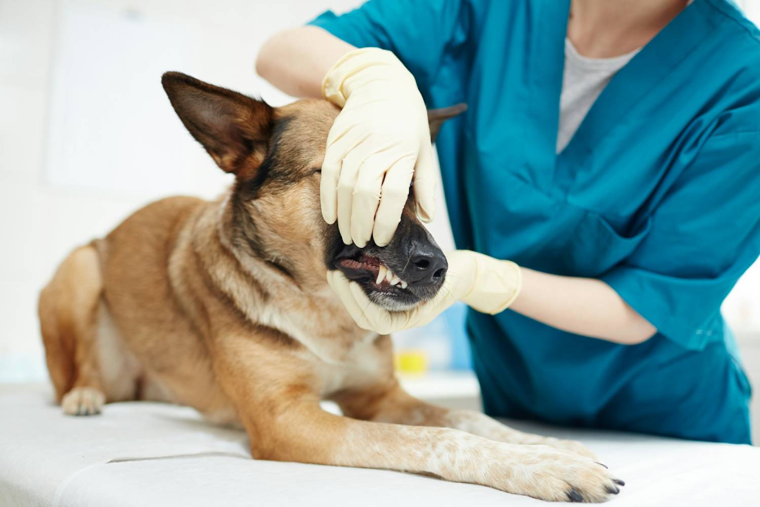 Dog's dental treatment