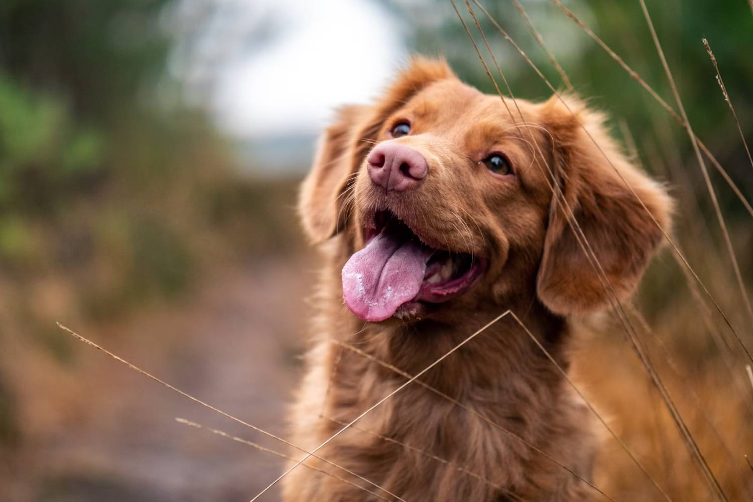 Gallery-banner dog sitting at outside