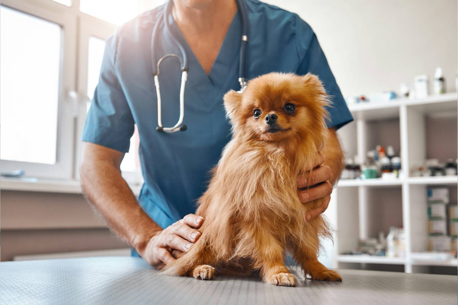 Dog with the doctor