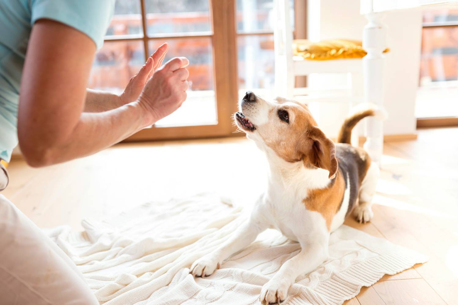 Pet Drop Off Consent Form-banner women playing with dog<br />