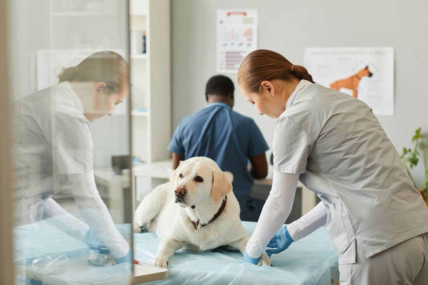 Pet with the doctor