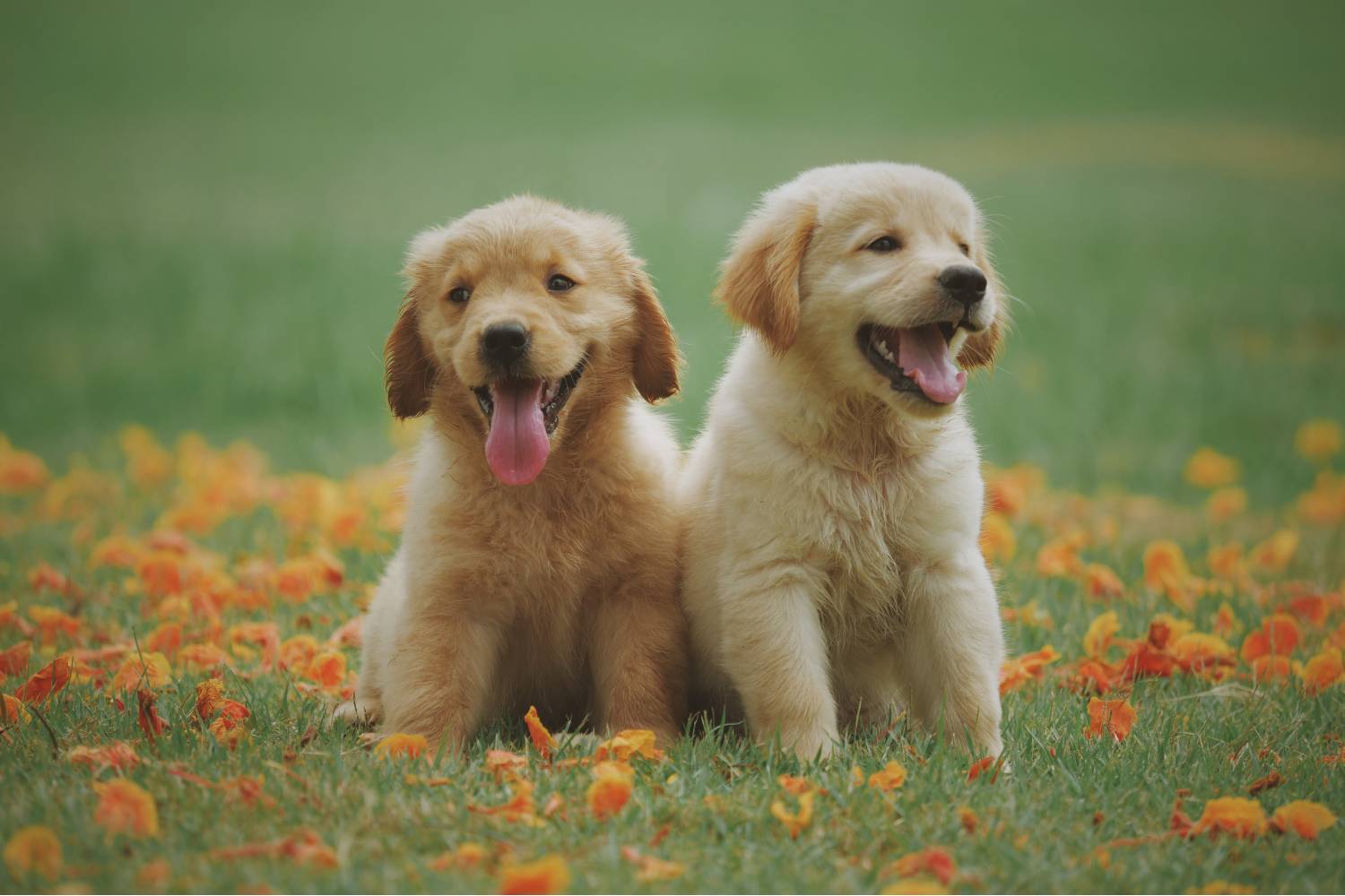 Two golden retriever puppies on grass with petals
