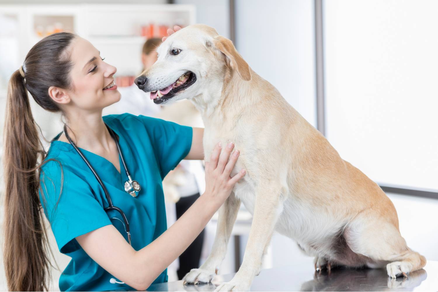 Vet petting light brown dog on table