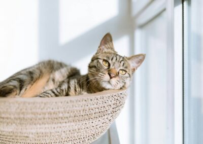 cat sleeping