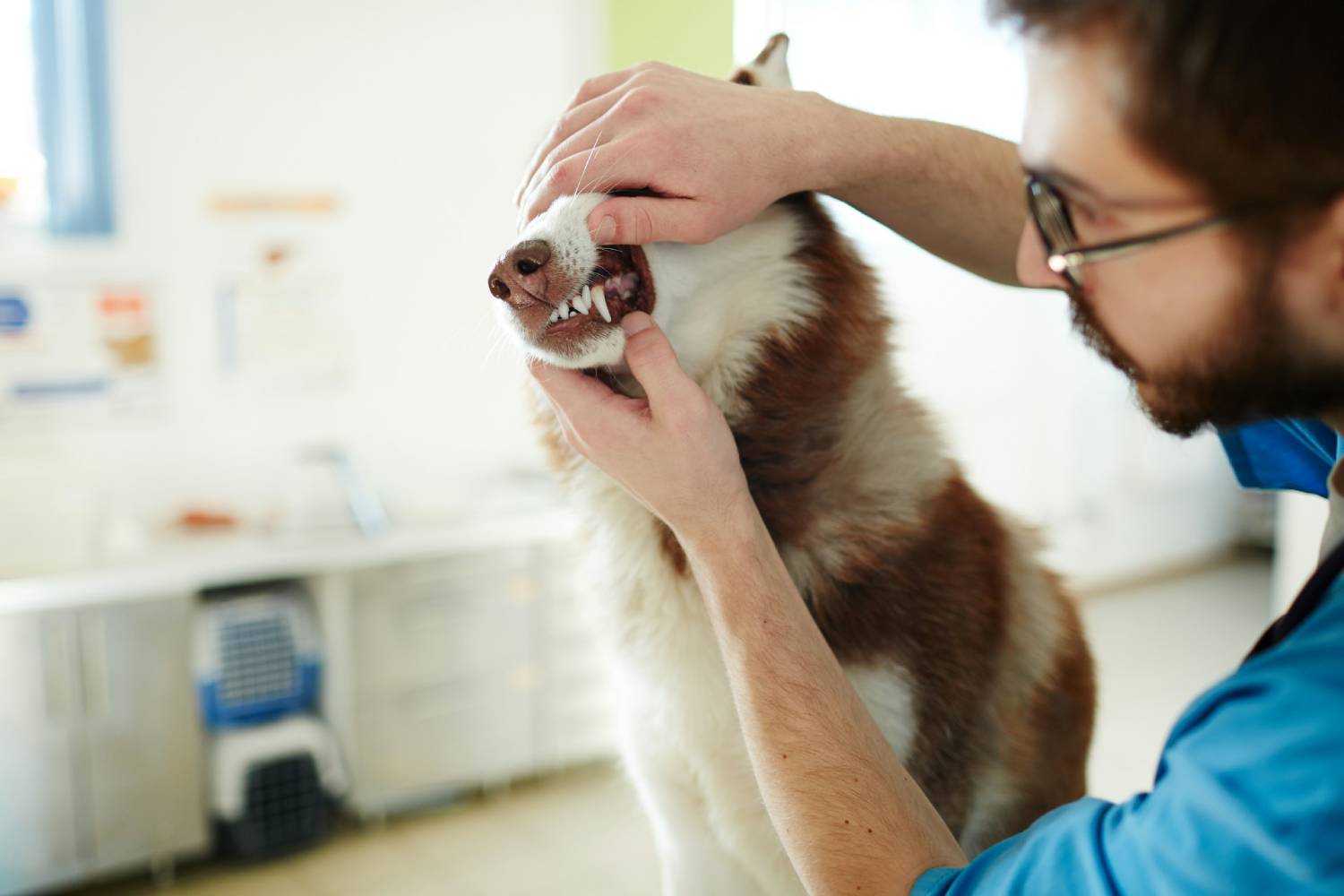 dental treatment of dog