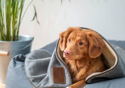 dog is sitting