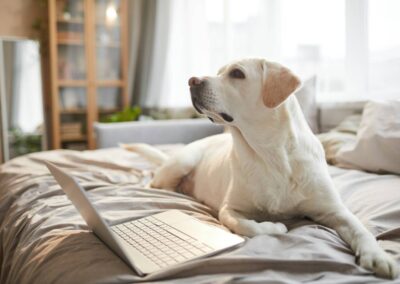 dog is sitting looking left