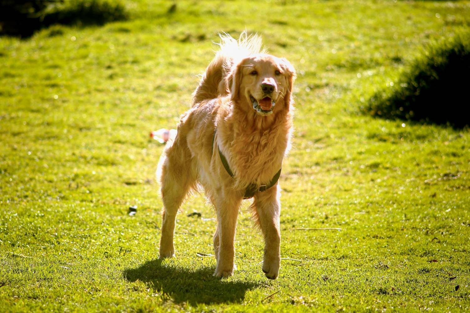 dog on the field dog on the field