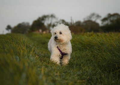 dog running outside