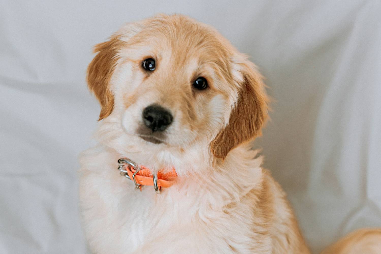 dog staring at camera