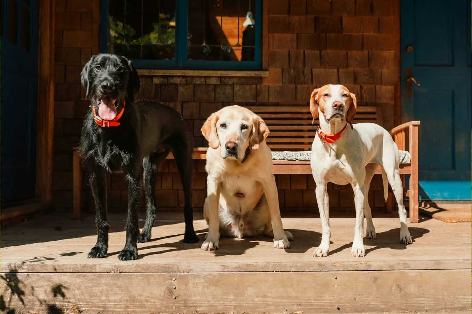 dogs standing outside dogs standing outside