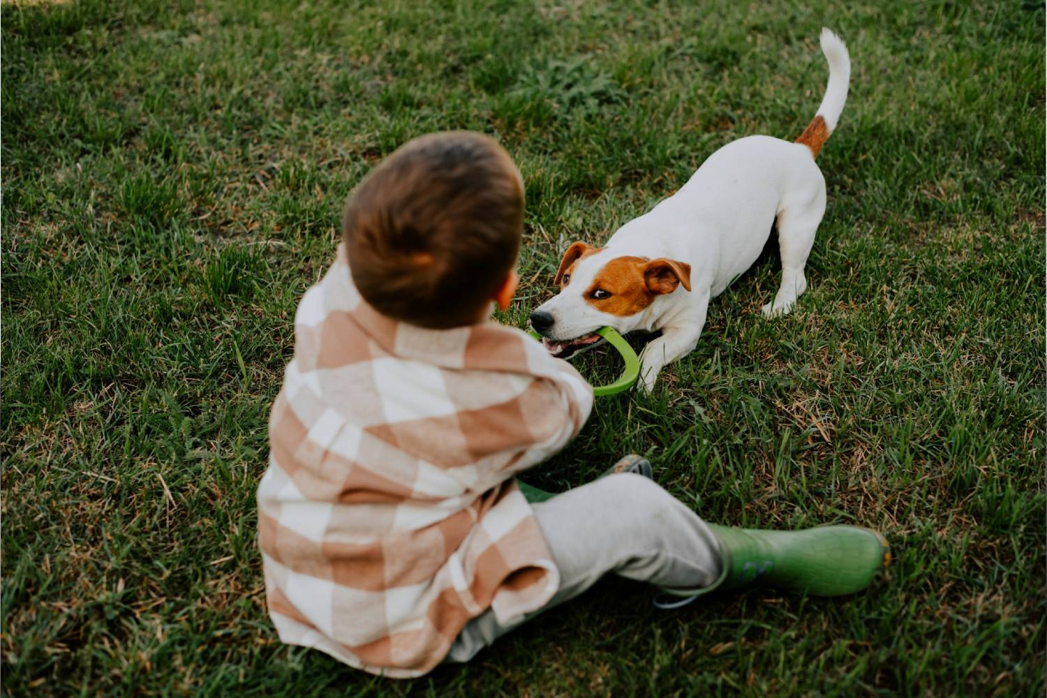 pet playing with kid