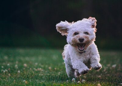 puppy running in the field