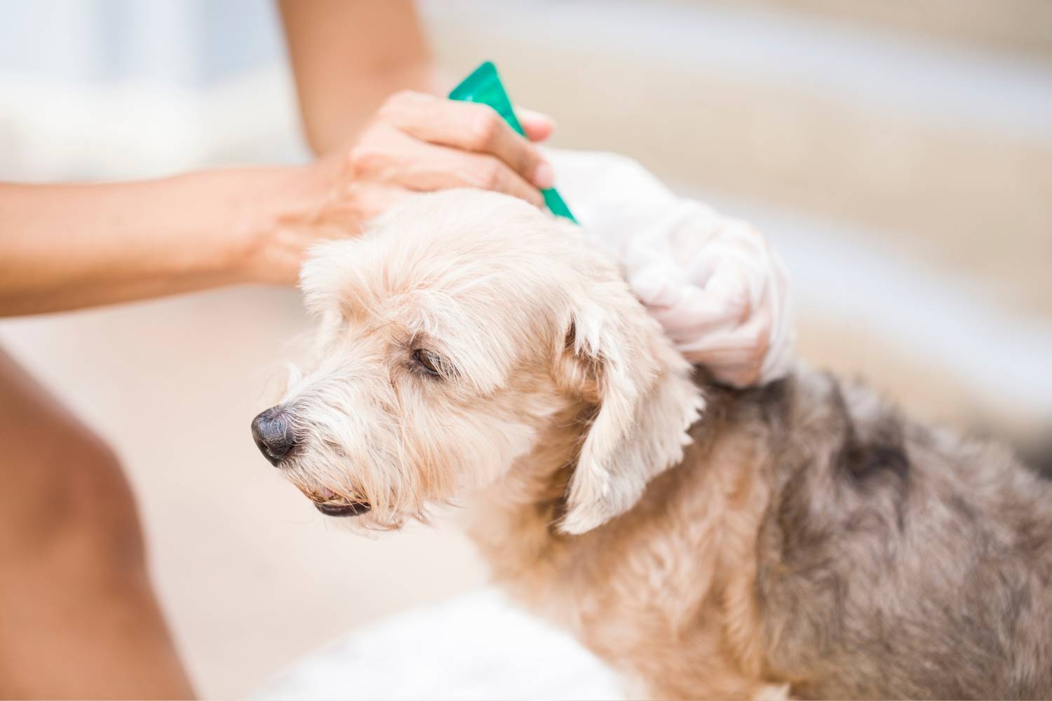 Tick Prevention