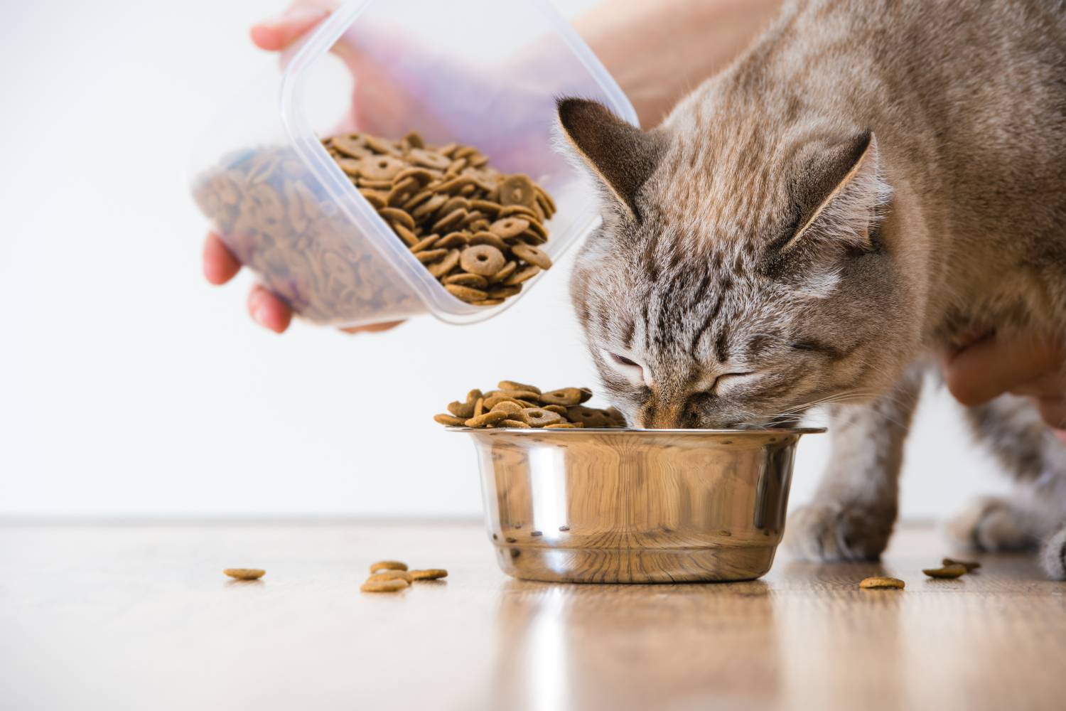 cat eating