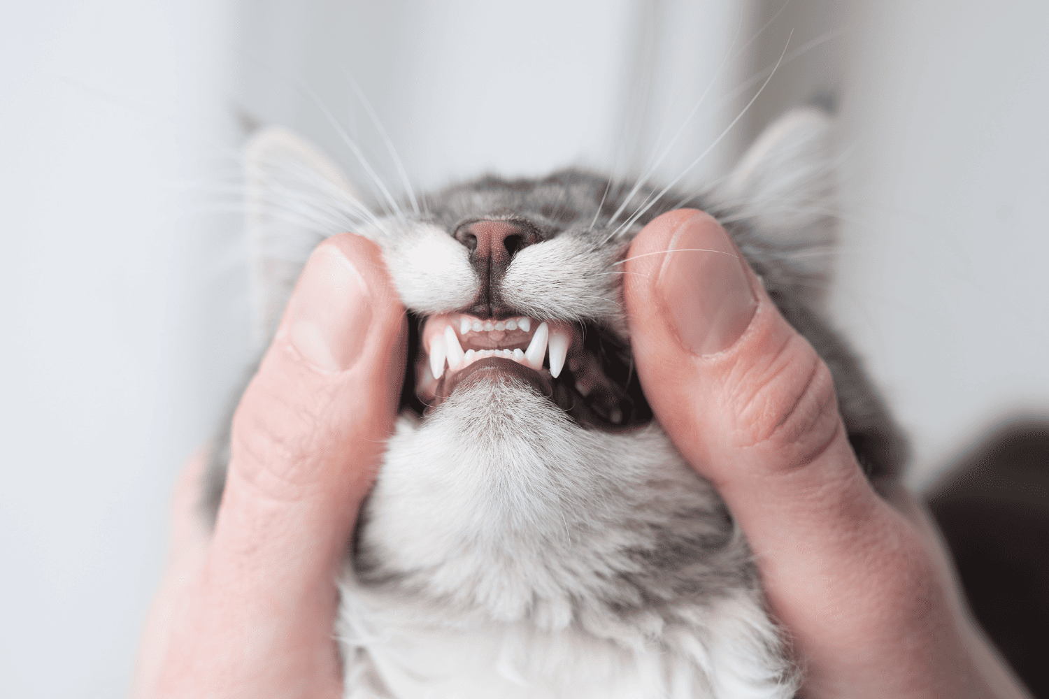 dentistry 1 (1) person looking at cats teeth