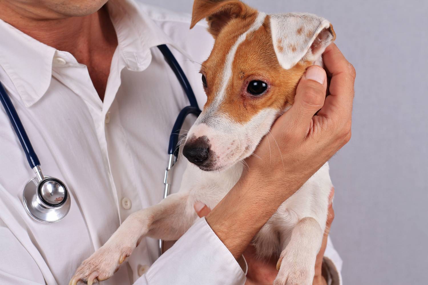 doctor holding the pet