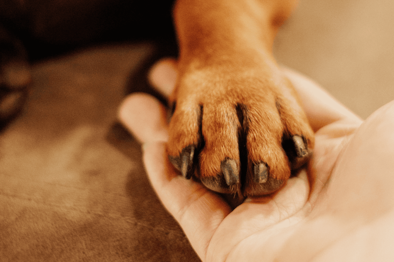 person holding a dogs paw