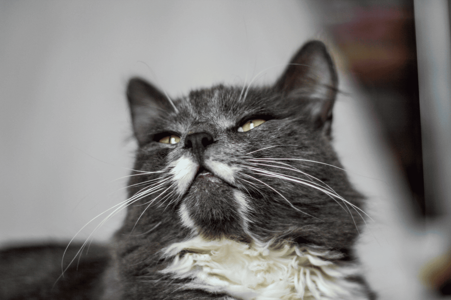 grey and white cat