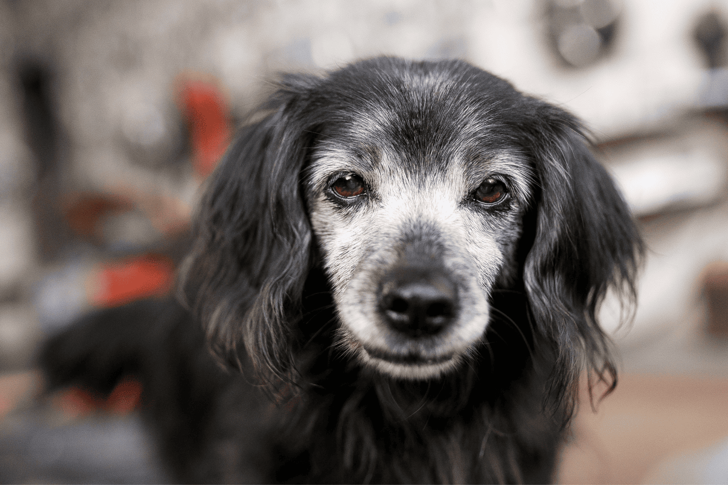 grey and white old dog