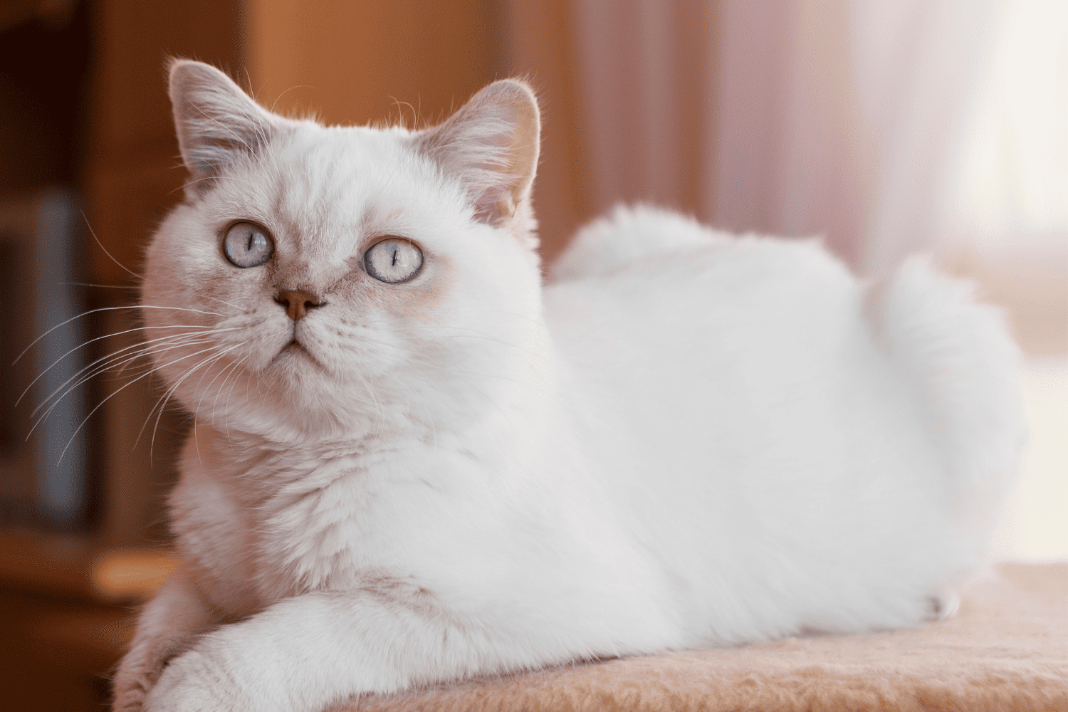 white cat laying down