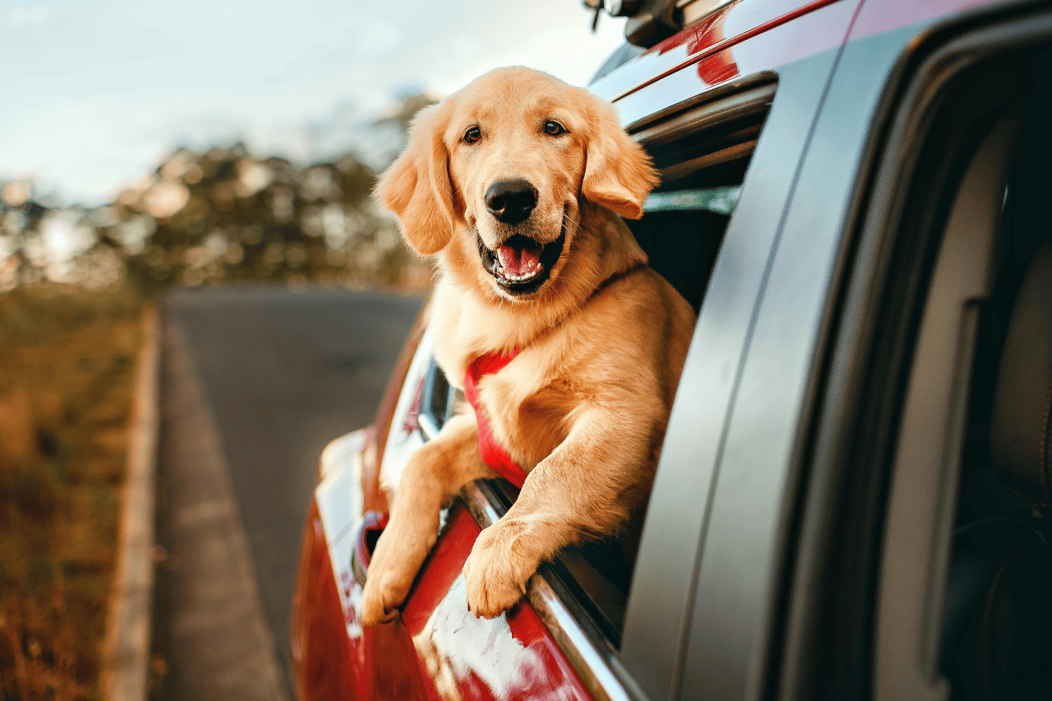 dog looking out a car window