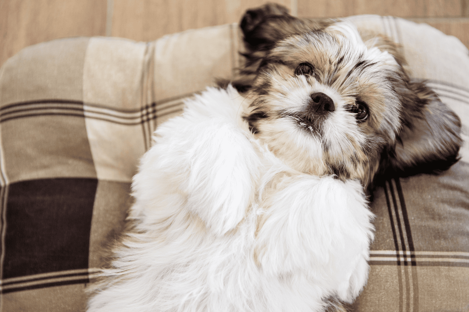 Shih Tzu puppy laying down