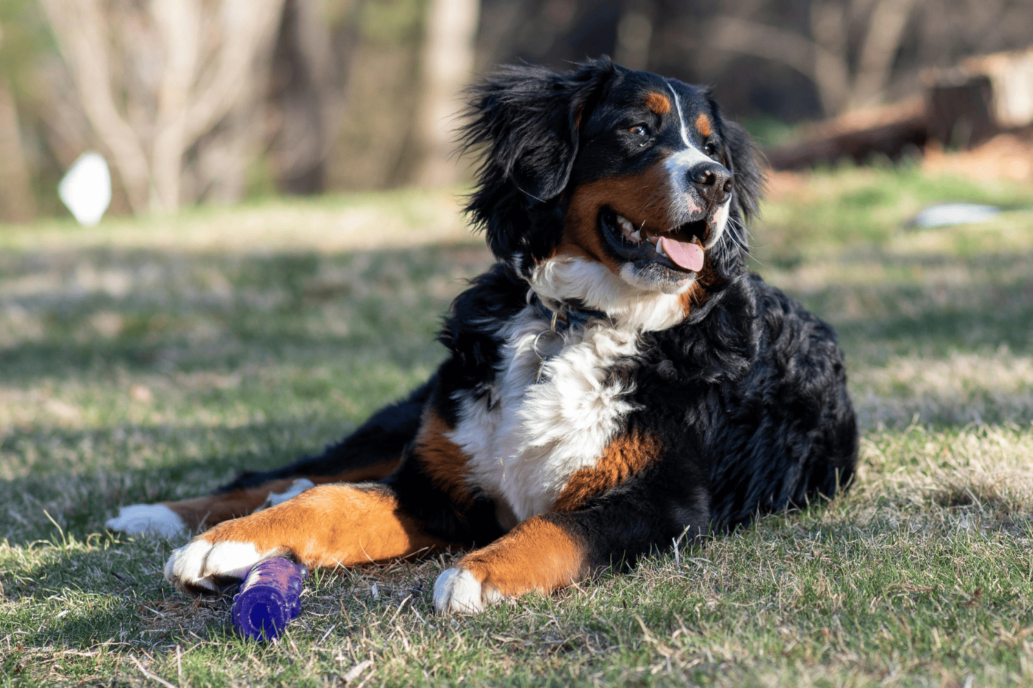 dog laying in the grass