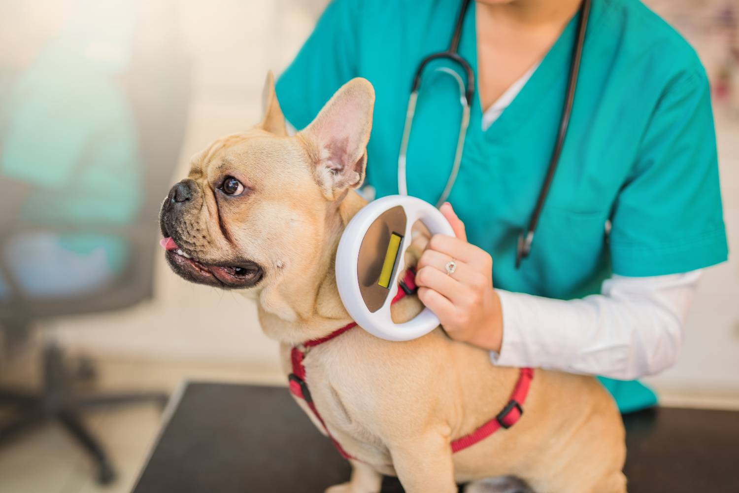 pet microchipping