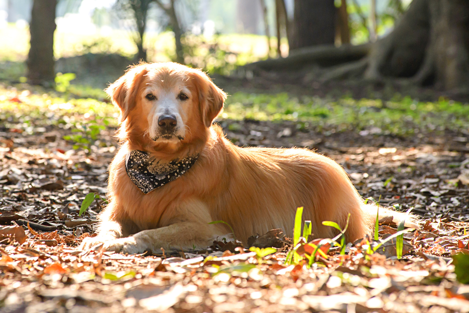 senior dog laying in the leaves