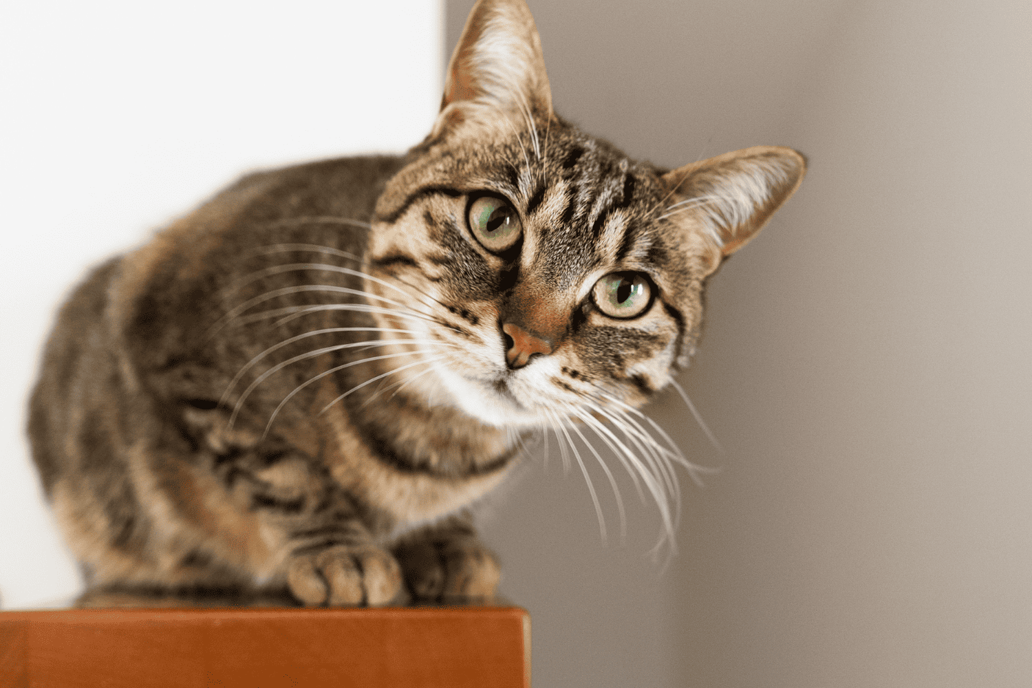 cat sitting on a counter