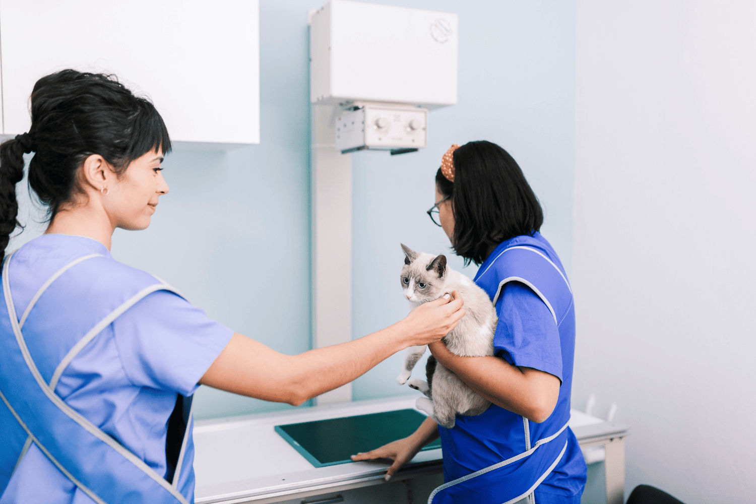 veterinary team prepping a cat for x-rays