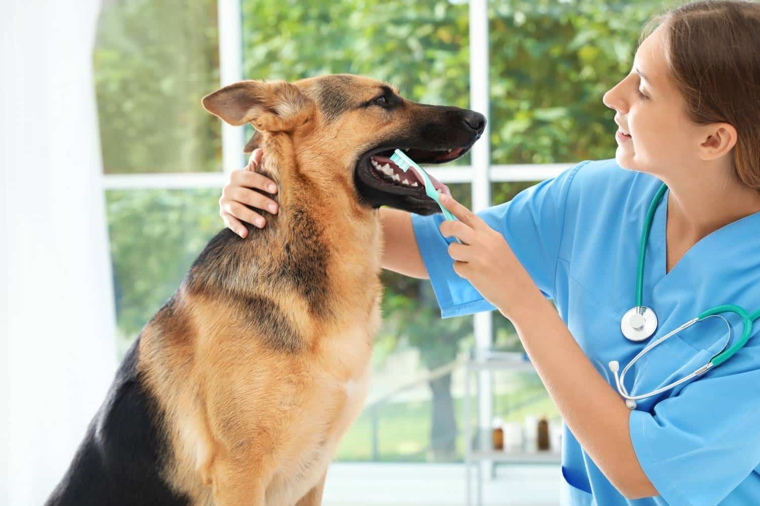 Doggy having dental cleaning
